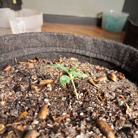 Wedding Cake Zé Seeds growlog timeline photo