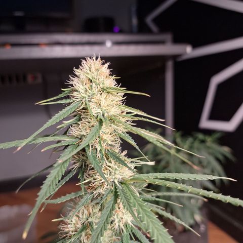 Gorilla Cookies Auto FastBuds growlog timeline photo