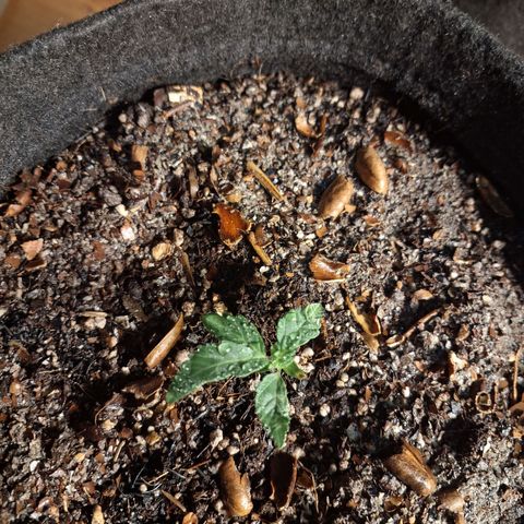 Wedding Cake Zé Seeds growlog photo: 🤔
