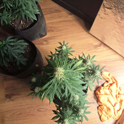 Gorilla Cookies Auto FastBuds growlog timeline photo