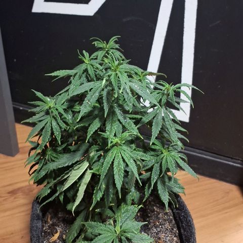 Gorilla Ghost NeedSeeds F2 #1 growlog timeline photo
