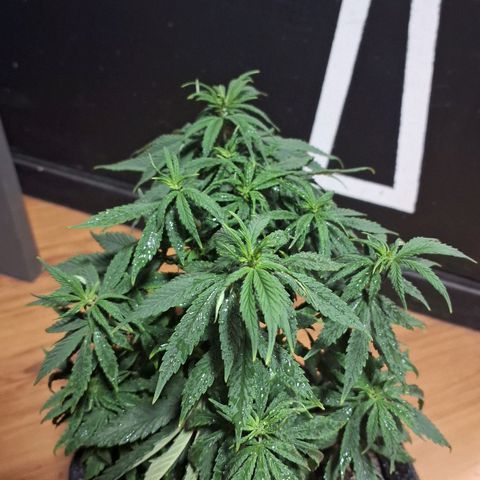 Gorilla Ghost NeedSeeds F2 #1 growlog timeline photo