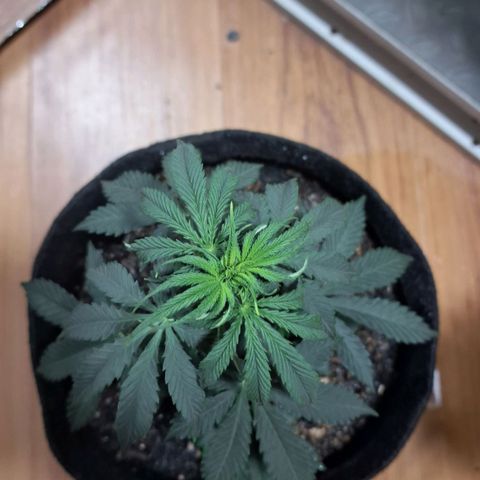 Gorilla Ghost NeedSeeds F2 #2 growlog timeline photo