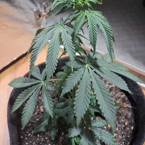 Gorilla Ghost NeedSeeds F2 #2 growlog timeline photo