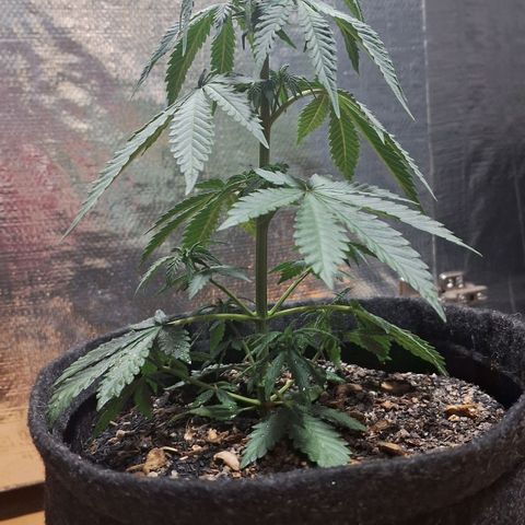 Gorilla Ghost NeedSeeds F2 #2 growlog timeline photo
