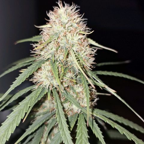 Gorilla Cookies Auto FastBuds growlog photo: I think it was too much cal mag, lil burned