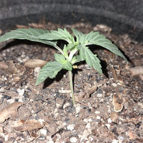 Wedding Cake Zé Seeds growlog photo: I Will take it i guess 😅