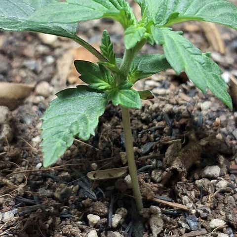 Wedding Cake Zé Seeds growlog photo: I Will take it i guess 😅