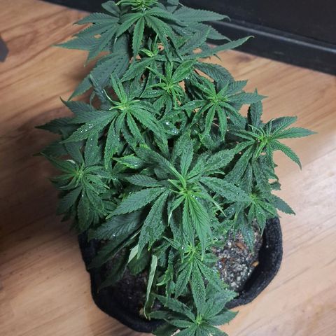 Gorilla Ghost NeedSeeds F2 #1 growlog timeline photo