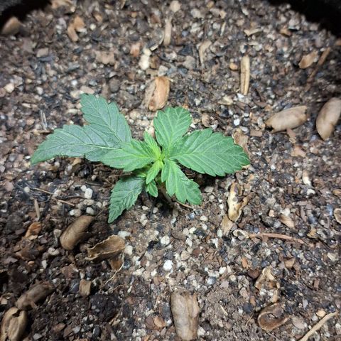 Wedding Cake Zé Seeds growlog photo: I Will take it i guess 😅
