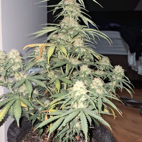 Gorilla Cookies Auto FastBuds growlog photo: I think it was too much cal mag, lil burned