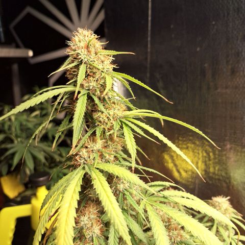 Gorilla Cookies Auto FastBuds growlog timeline photo