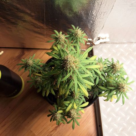 Gorilla Cookies Auto FastBuds growlog timeline photo