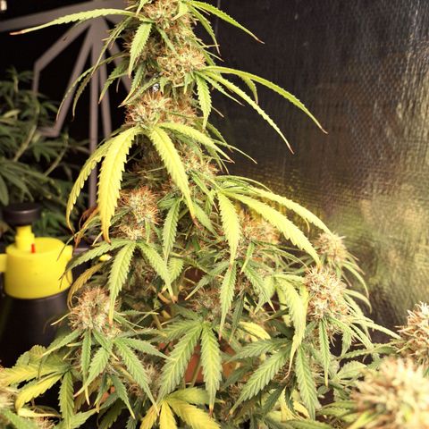 Gorilla Cookies Auto FastBuds growlog timeline photo