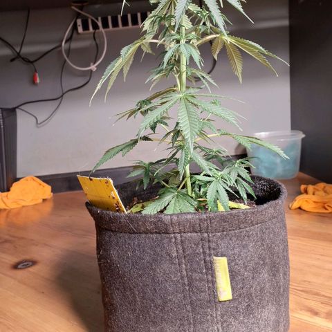 Gorilla Ghost NeedSeeds F2 #2 growlog timeline photo