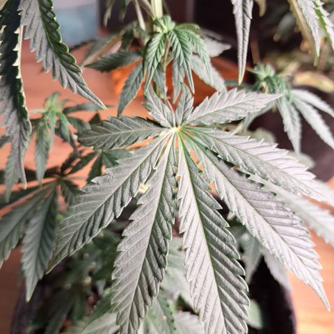 Gorilla Ghost NeedSeeds F2 #2 growlog timeline photo