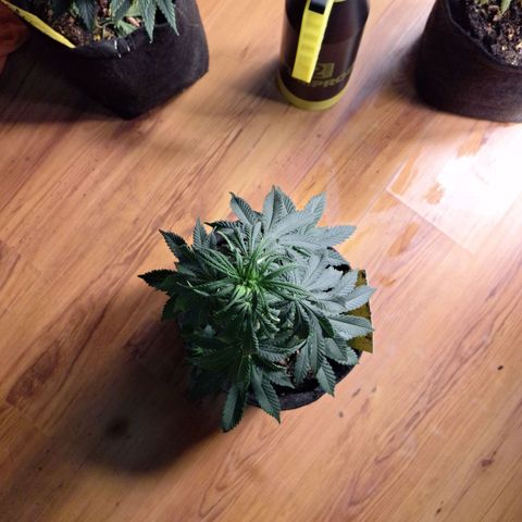 Gorilla Ghost NeedSeeds F2 #2 growlog timeline photo