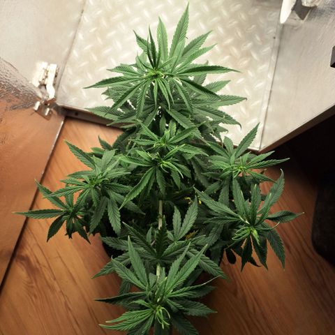 Gorilla Ghost NeedSeeds F2 #1 growlog timeline photo