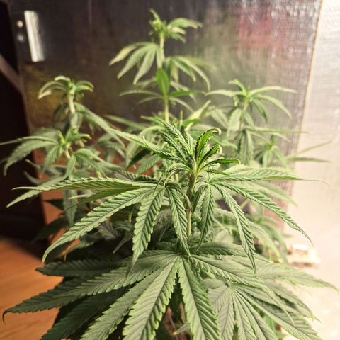 Gorilla Ghost NeedSeeds F2 #1 growlog timeline photo