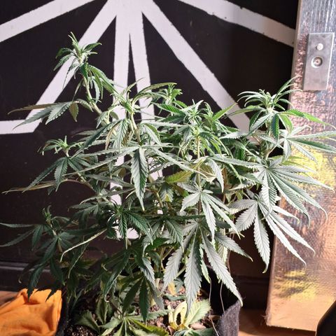 Gorilla Ghost NeedSeeds F2 #1 growlog timeline photo