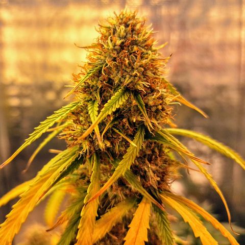 Gorilla Cookies Auto FastBuds growlog photo: Some Nice colors, but not that much resin. Think i overferted it