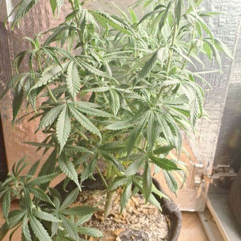 Gorilla Ghost NeedSeeds F2 #1 growlog photo: Missing some P, but already corrected