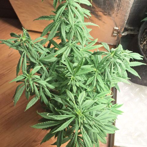 Gorilla Ghost NeedSeeds F2 #1 growlog photo: Missing some P, but already corrected