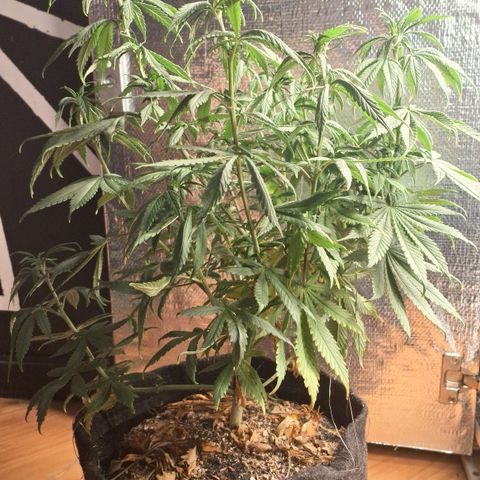 Gorilla Ghost NeedSeeds F2 #1 growlog photo: Missing some P, but already corrected