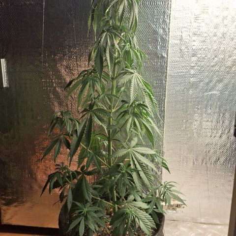 Gorilla Ghost NeedSeeds F2 #2 growlog photo: Really beautiful one, no aparent deficiency, little sad cause she drinking her water way faster than the others (Just watered)
