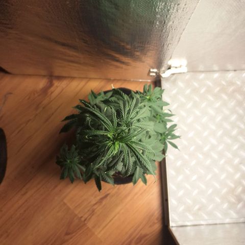 Gorilla Ghost NeedSeeds F2 #2 growlog photo: Really beautiful one, no aparent deficiency, little sad cause she drinking her water way faster than the others (Just watered)