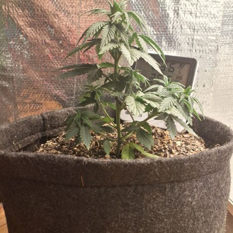 Wedding Cake Zé Seeds growlog photo: Better than expected, ready to flip