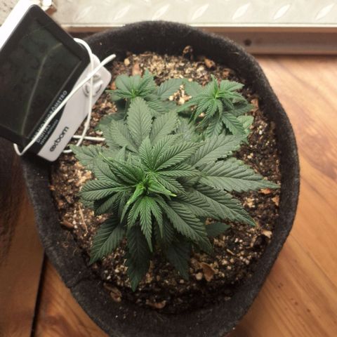 Wedding Cake Zé Seeds growlog photo: Better than expected, ready to flip