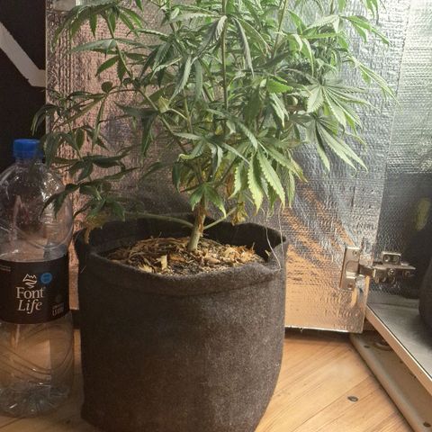 Gorilla Ghost NeedSeeds F2 #1 growlog timeline photo