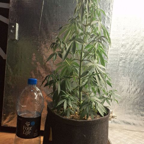 Gorilla Ghost NeedSeeds F2 #2 growlog photo: Really beautiful one, no aparent deficiency, little sad cause she drinking her water way faster than the others (Just watered)