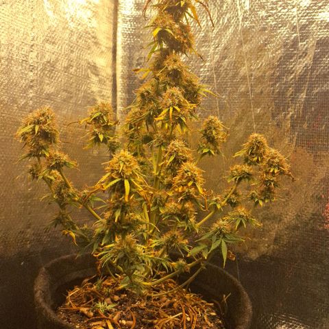 Gorilla Cookies Auto FastBuds growlog photo: Burned but almost there