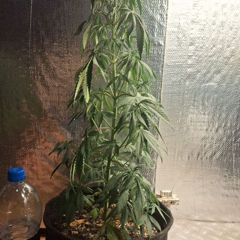 Gorilla Ghost NeedSeeds F2 #2 growlog photo: Really beautiful one, no aparent deficiency, little sad cause she drinking her water way faster than the others (Just watered)
