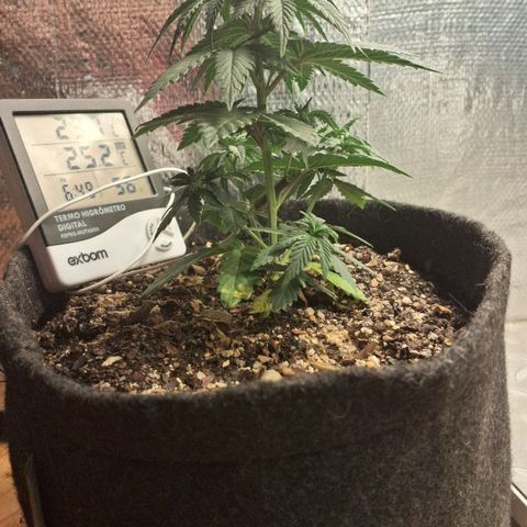 Wedding Cake Zé Seeds growlog photo: Better than expected, ready to flip