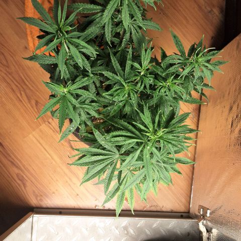 Gorilla Ghost NeedSeeds F2 #1 growlog timeline photo