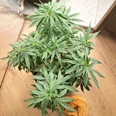 Gorilla Ghost NeedSeeds F2 #1 growlog timeline photo