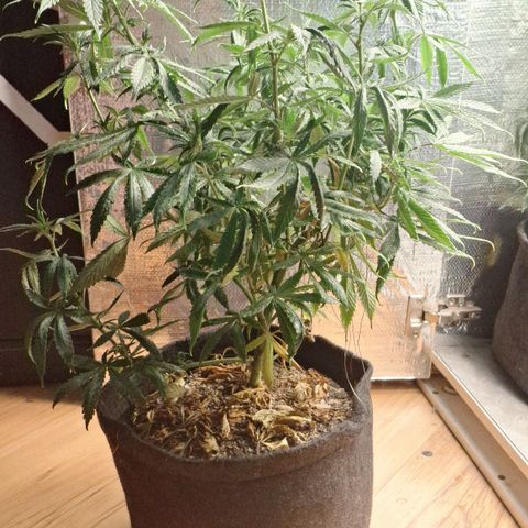 Gorilla Ghost NeedSeeds F2 #1 growlog timeline photo