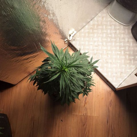 Gorilla Ghost NeedSeeds F2 #2 growlog timeline photo