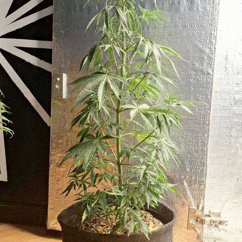 Gorilla Ghost NeedSeeds F2 #2 growlog timeline photo