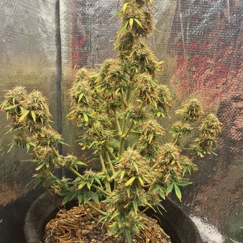 Gorilla Cookies Auto FastBuds growlog timeline photo