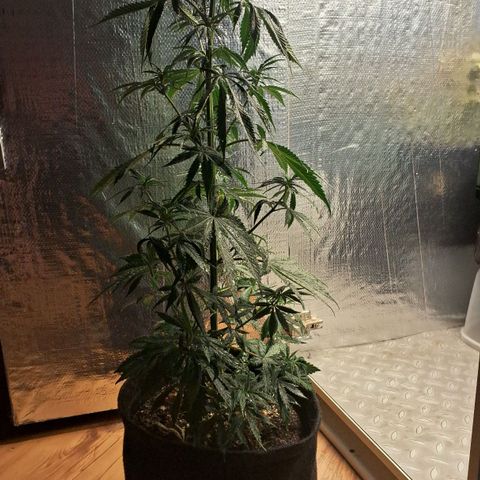 Gorilla Ghost NeedSeeds F2 #2 growlog timeline photo