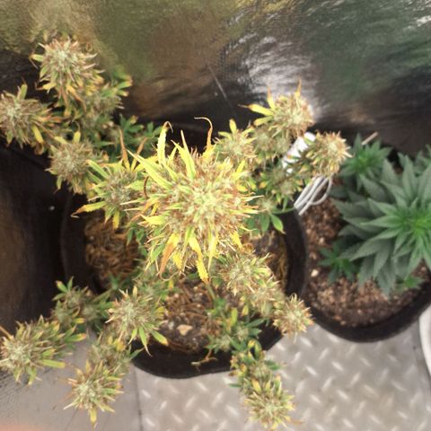 Gorilla Cookies Auto FastBuds growlog timeline photo