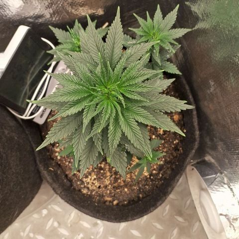 Wedding Cake Zé Seeds growlog timeline photo