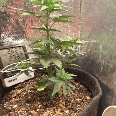 Wedding Cake Zé Seeds growlog timeline photo