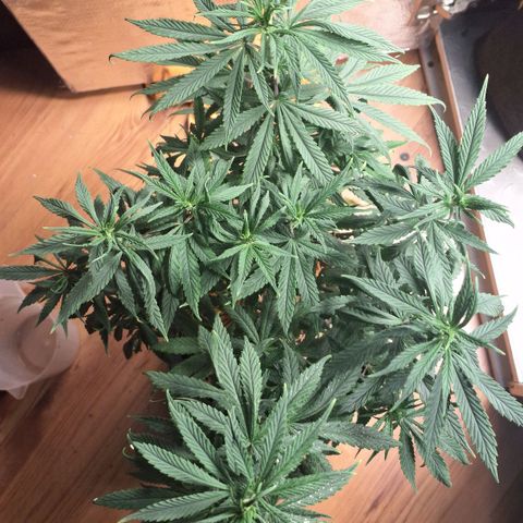 Gorilla Ghost NeedSeeds F2 #1 growlog timeline photo