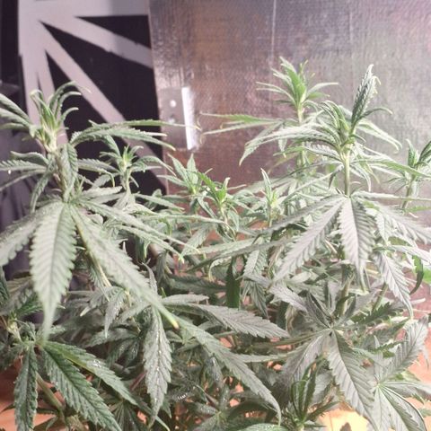 Gorilla Ghost NeedSeeds F2 #1 growlog timeline photo
