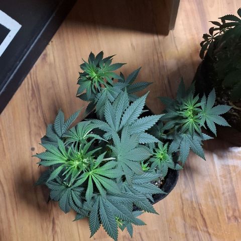 Wedding Cake Zé Seeds growlog timeline photo